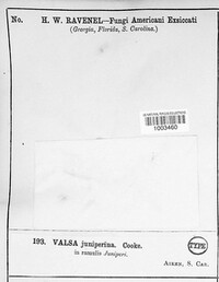 Valsa juniperina image